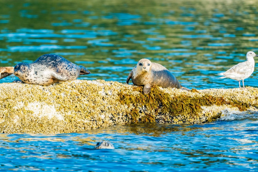 Bowen Island Sightseeing & Vancouver Dinner Cruise