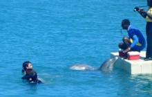 Dolphin Cove – Ocho Rios
