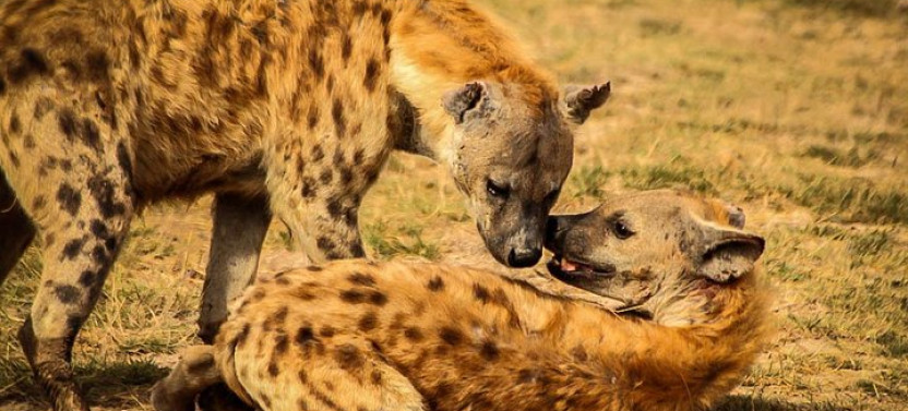 2-Day Amboseli Safari From Nairobi