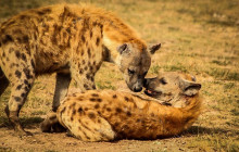 2-day Amboseli Safari From Nairobi