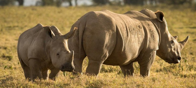 4-Days Masai Mara And Lake Nakuru Safari