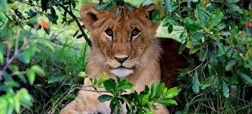 3-Day Masai Mara And Lake Naivasha Safari
