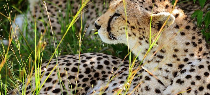 3-Day Masai Mara And Lake Naivasha Safari