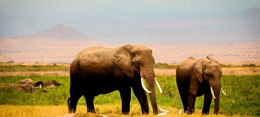 3-Day Amboseli Safari From Nairobi