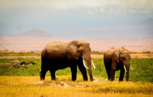 3-Day Amboseli Safari From Nairobi