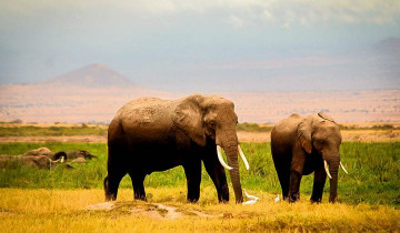 A picture of 3-day Private All Inclusive Amboseli Safari From Nairobi