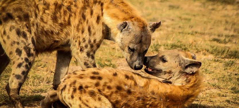 3-Day Amboseli Safari From Nairobi
