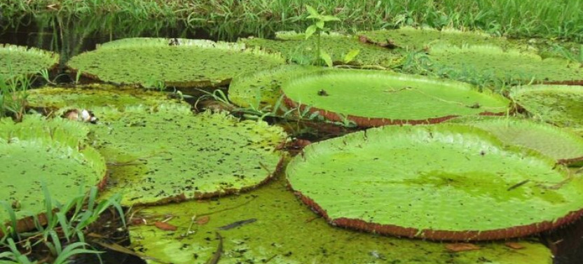 4-Days Unique Experience at Amazon Lodge, immersion on a Jungle Adventure