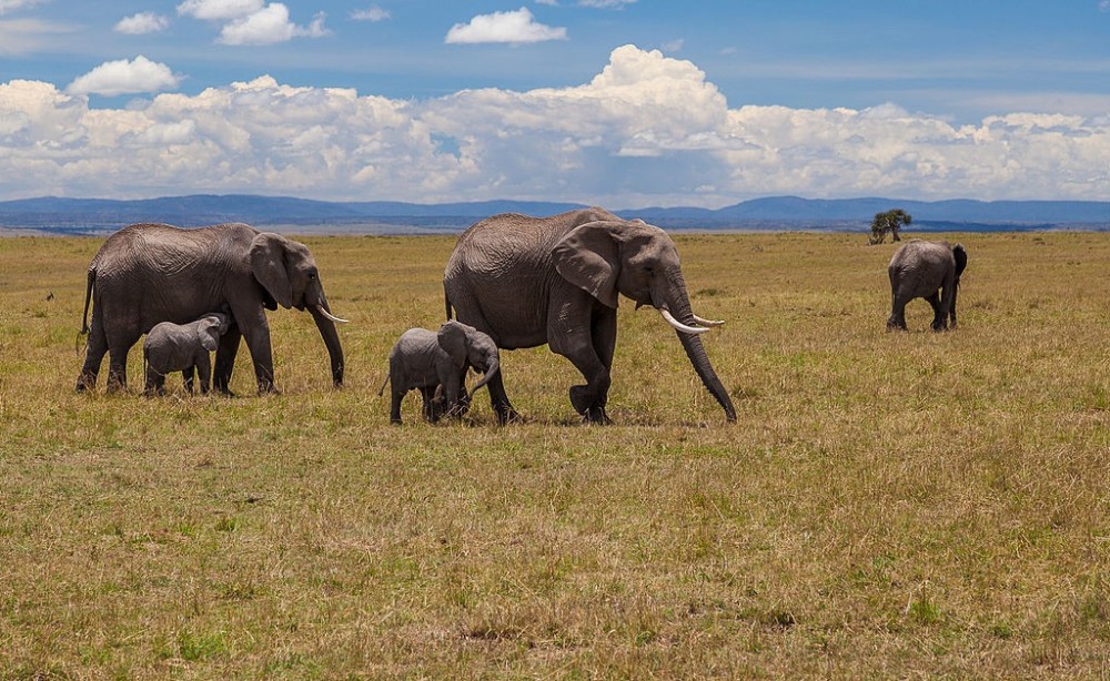 Maasai Mara National Reserve Sights & Attractions - Project Expedition