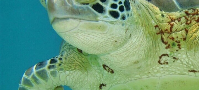 Exotic Half A Day Tour: Cenote Cave And Swimming With Turtles