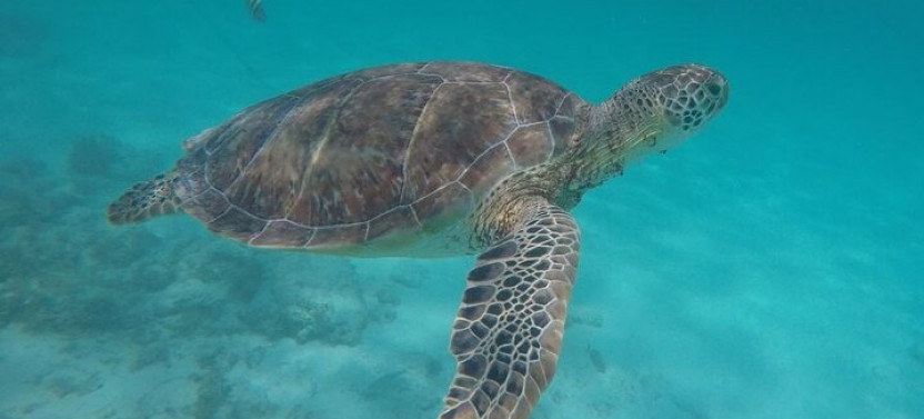 Exotic Half A Day Tour: Cenote Cave And Swimming With Turtles