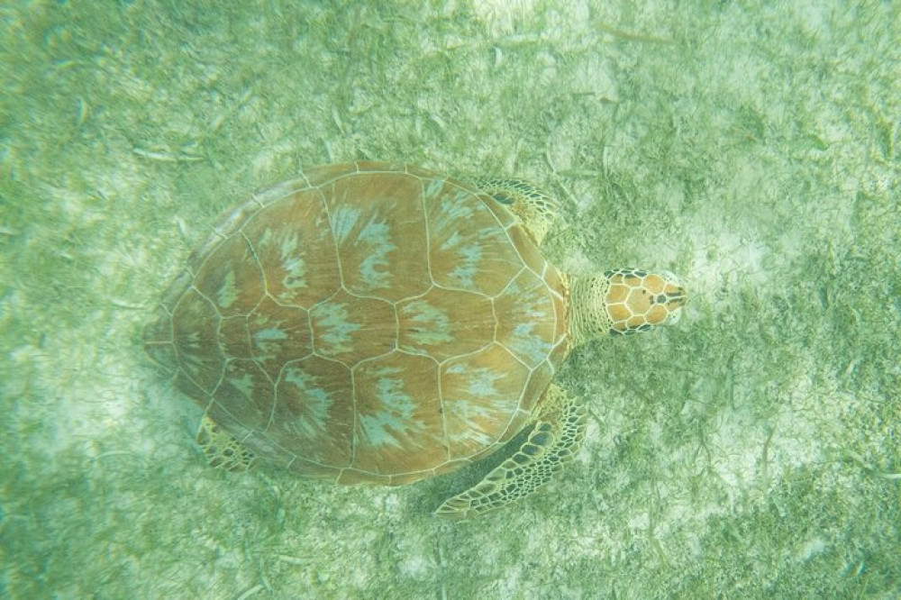 Exotic Half A Day Tour: Cenote Cave And Swimming With Turtles - Playa ...