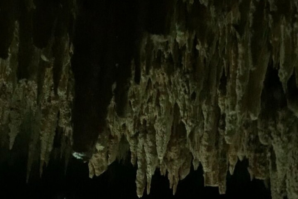 Exotic Half A Day Tour: Cenote Cave And Swimming With Turtles - Playa ...