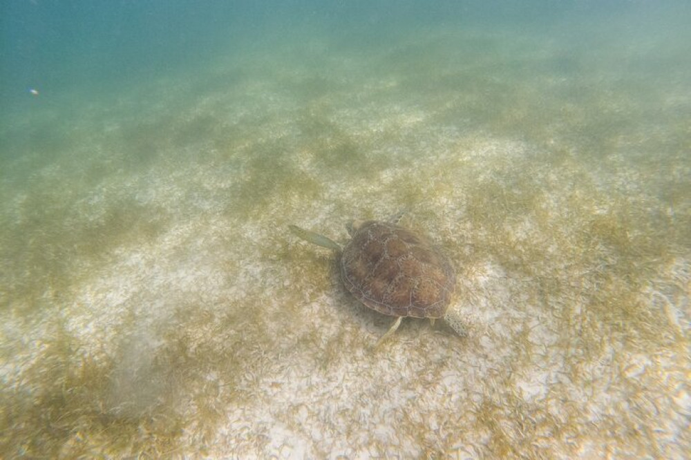 Private Half Day Tour In Cenote Cave And Swimming With Turtles - Playa ...