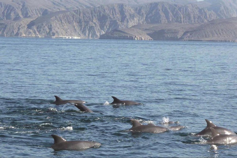 Muscat Dolphin Cruise