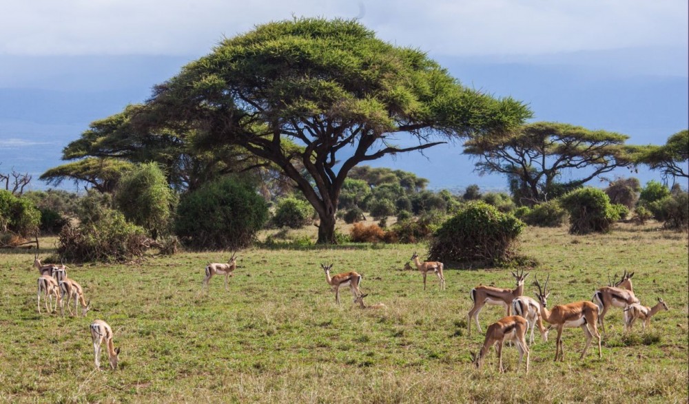 Amboseli National Park