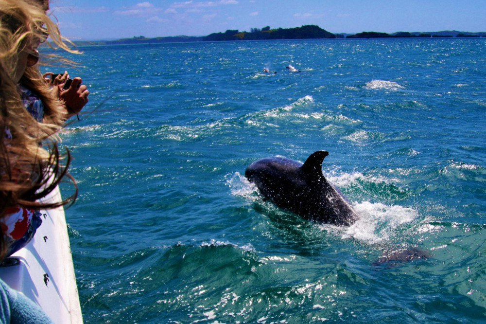 Dolphin Watching in Salalah