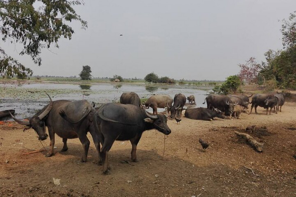 Half Day Tour To Kompong Pluk Village And Tonle Sap Lake