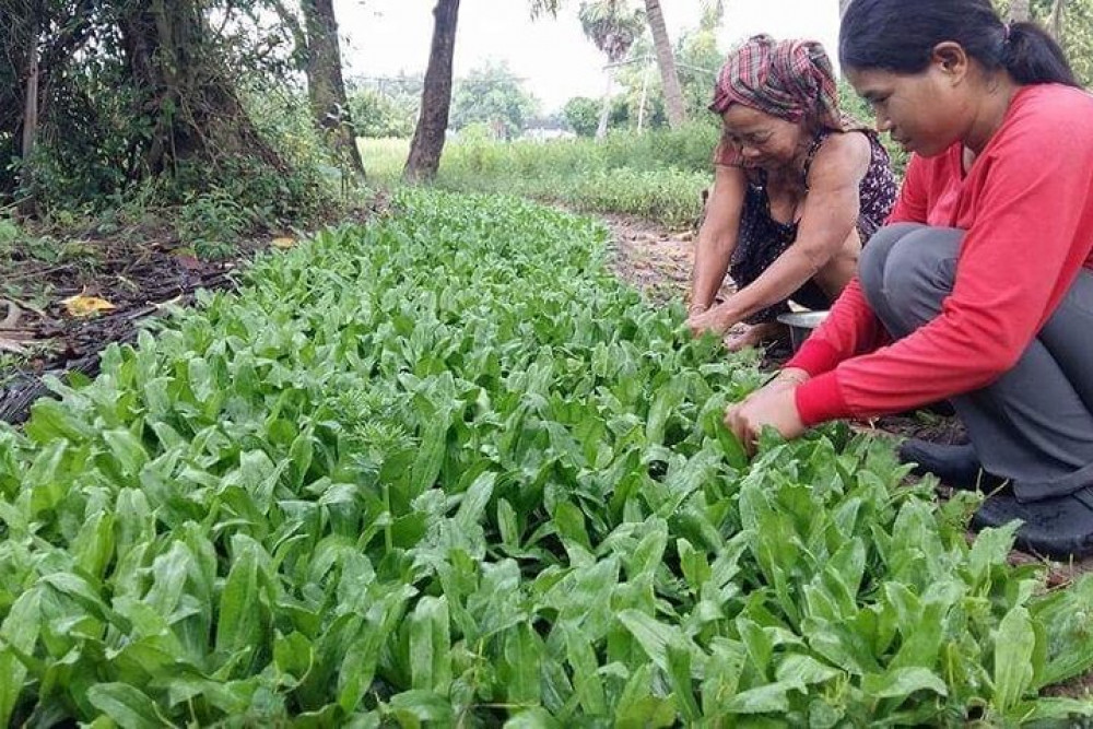 Bicycle Tour To Local Village And Rice Fields In Siem Reap