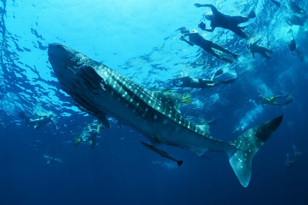 Small Group Sea of Cortez Combo: Whale Sharks, Sea Lions & Island Visit