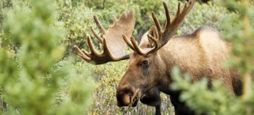 Stockholm Evening Wildlife Safari