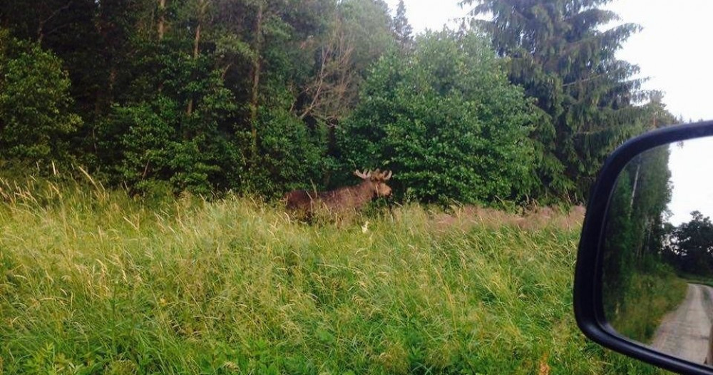 Stockholm Evening Wildlife Safari