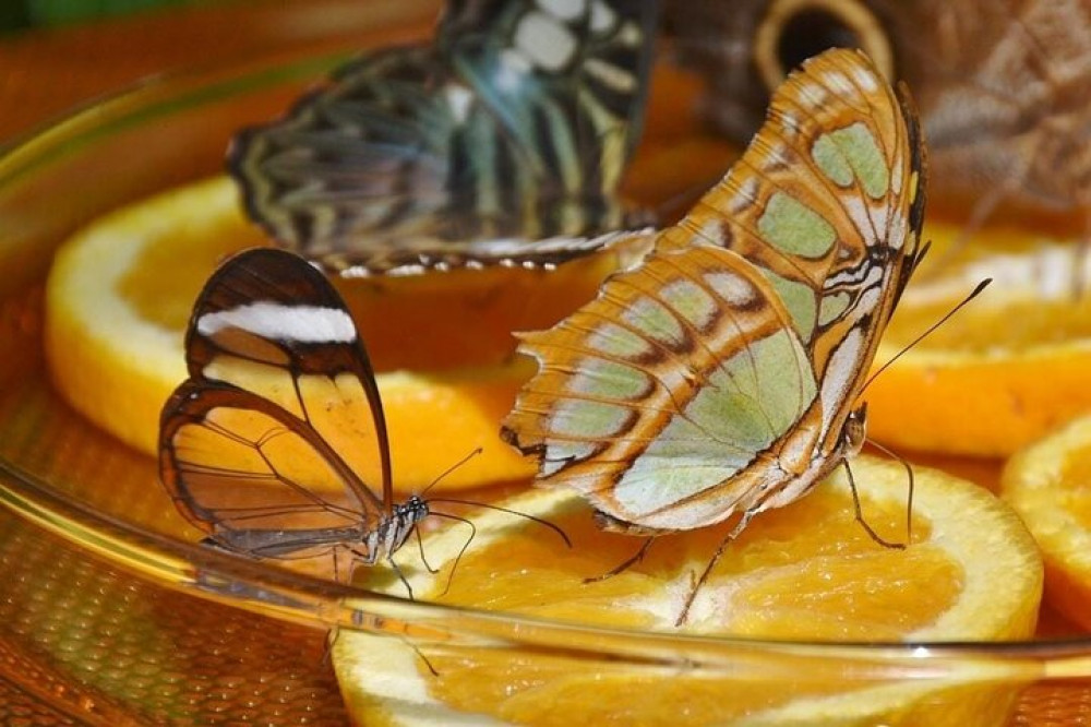 Dubai Butterfly Garden Without Pick-up