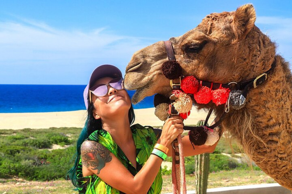 Camel Ride On The Beach At Cabo