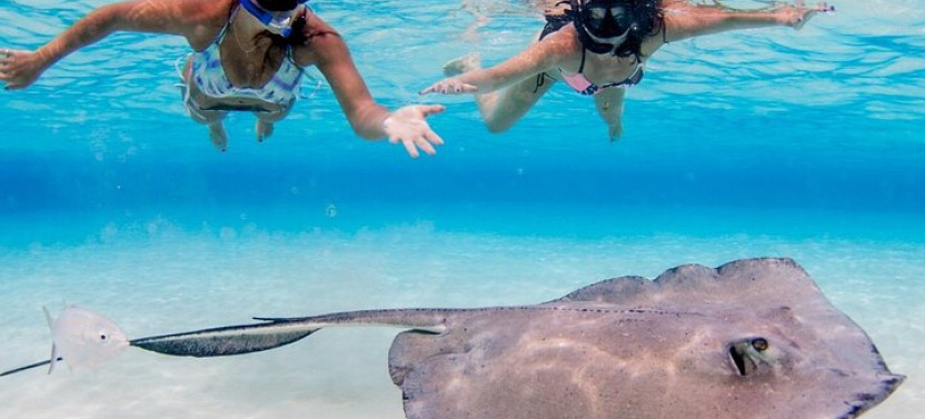 Cayman Adventure: Starfish Point, Stingray City and Coral Gardens