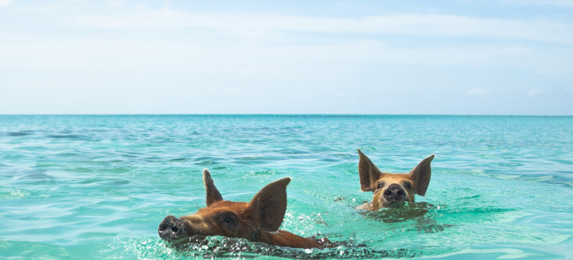 Nassau Shore Excursion: Swimming Pigs & Island Escape with Bahamian Lunch
