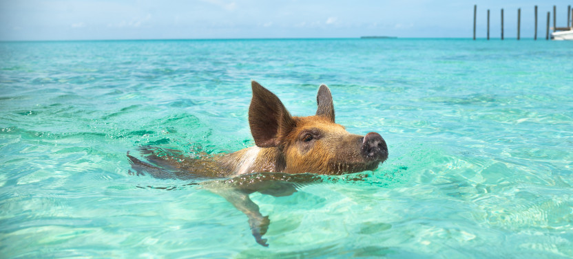 Nassau Shore Excursion: Swimming Pigs & Island Escape with Bahamian Lunch