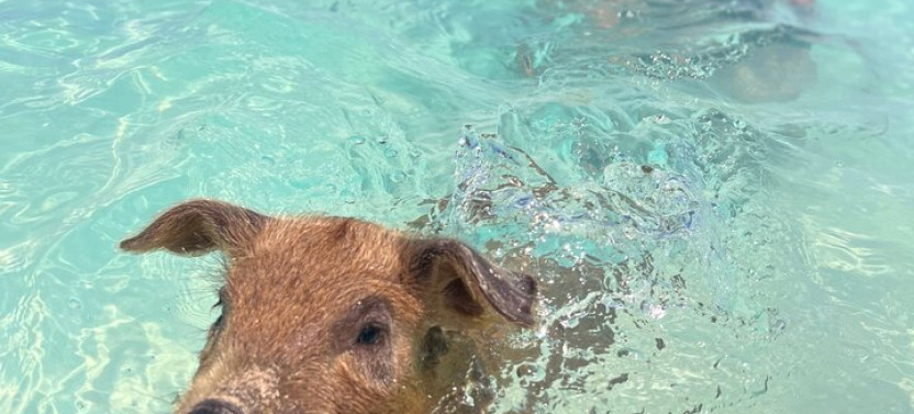Nassau Shore Excursion: Swimming Pigs & Island Escape with Bahamian Lunch