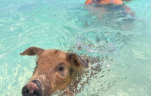 Paradise Keepsakes Ltd. T/A Da Pig Beach4