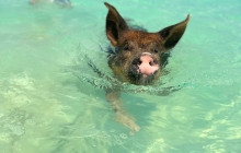 Paradise Keepsakes Ltd. T/A Da Pig Beach6