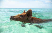 Paradise Keepsakes Ltd. T/A Da Pig Beach8