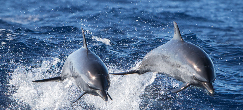 Dolphin Excursion and Snorkeling in Oahu