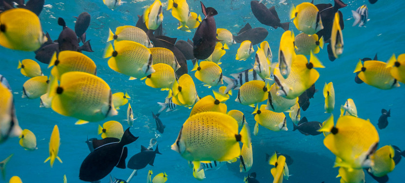 Dolphin Excursion and Snorkeling in Oahu
