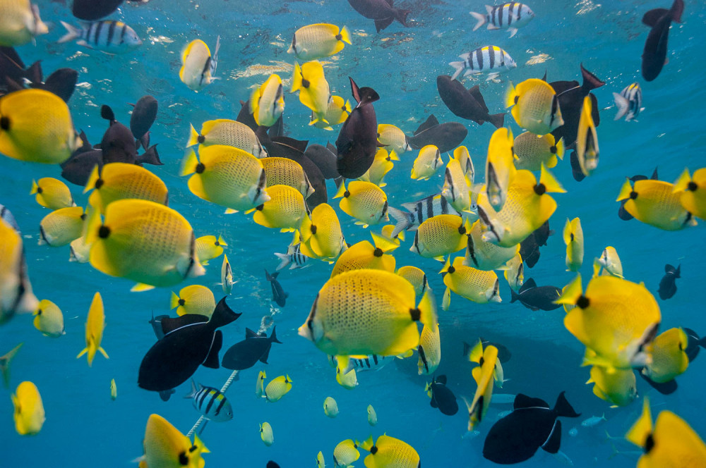 Dolphin Excursion and Snorkeling in Oahu Honolulu Project Expedition