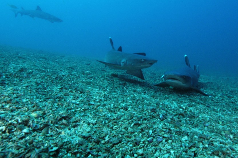 PADI Advanced Open Water