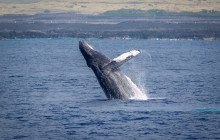 Whale Watching Cruise