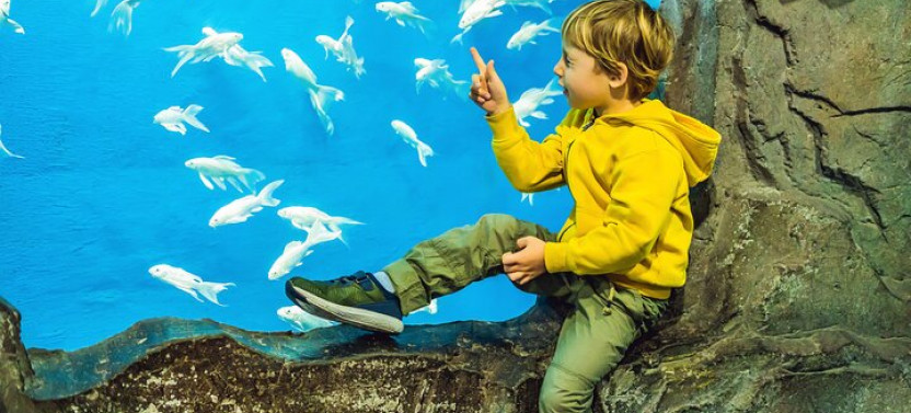 Dubai Aquarium and Underwater Zoo Explorer Tickets