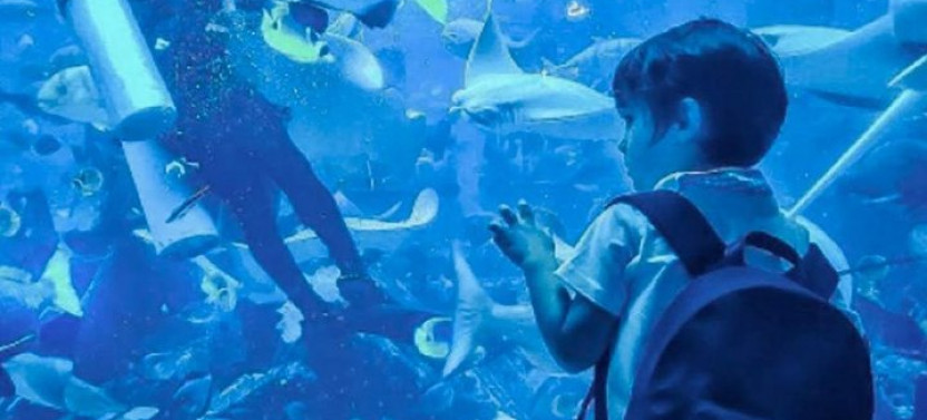 Dubai Aquarium and Underwater Zoo Explorer Tickets