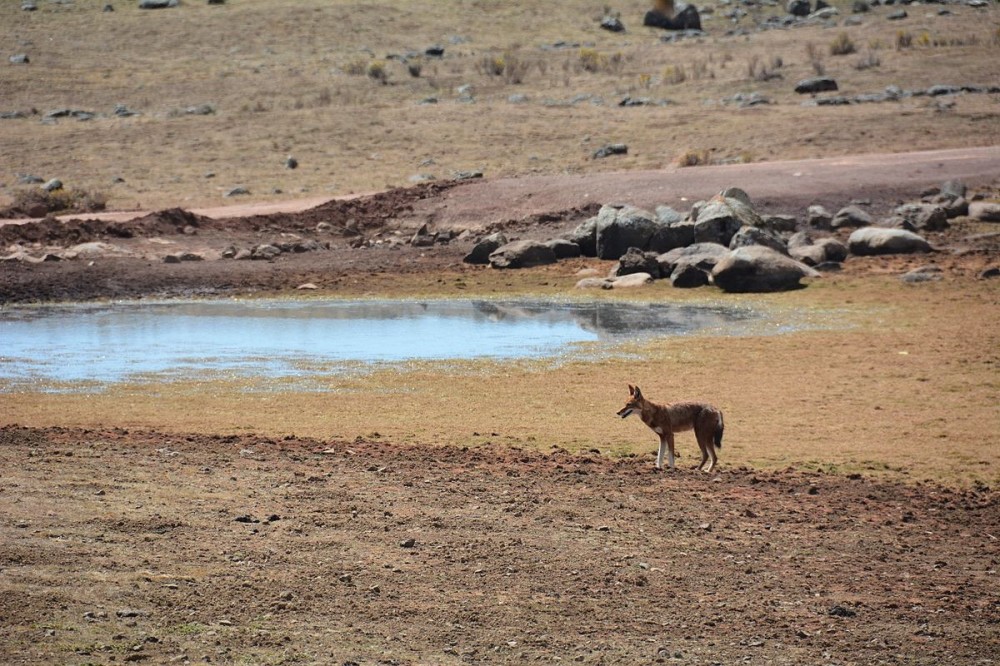 Bale Mountains National Park