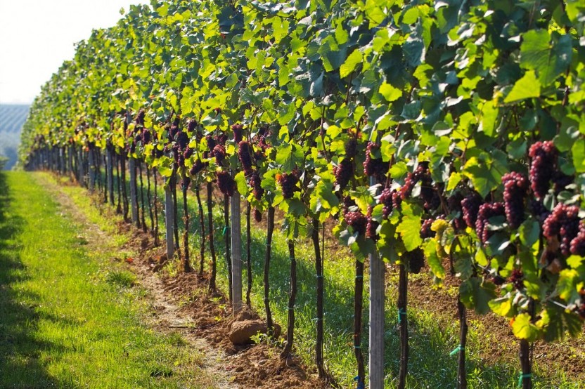 Reims Region with Champagne Tasting at famous Cellars