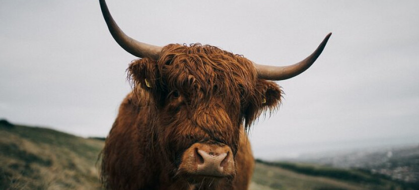 Private Guided Tour in Scottish Highlands