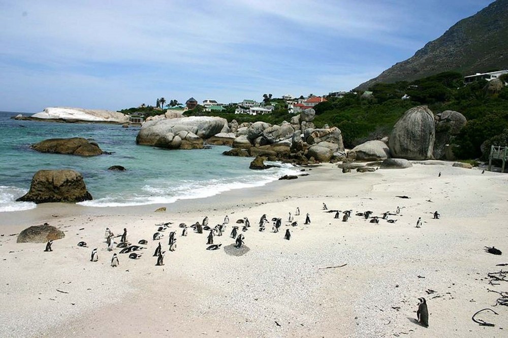 Boulders Beach Sights & Attractions - Project Expedition