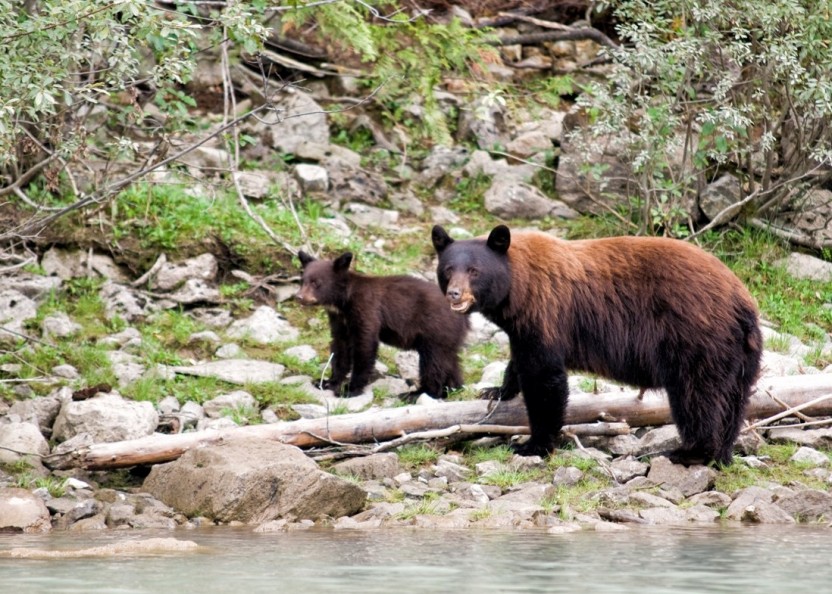 7 Day Western Canada National Parks Tour - Camping