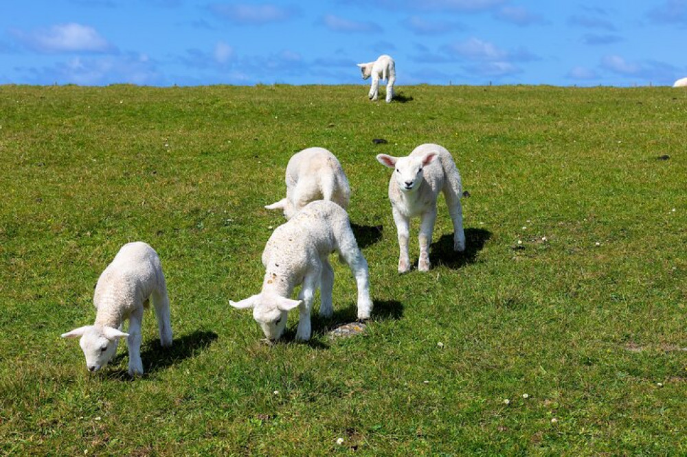 Luxury Private Dingle Peninsula & Slea Head Drive Tour