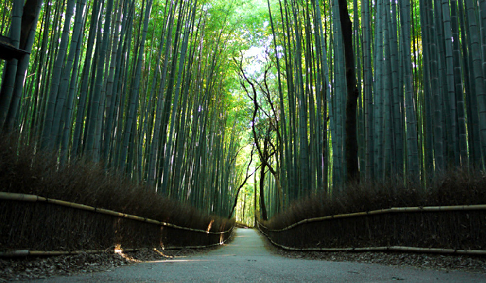 Rickshaw Ride In Arashiyama, Kyoto