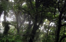 Santa Elena Cloud Forest Reserve